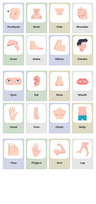 Anatomy Flashcards